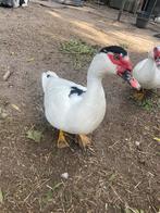 Kaapse/muskus eenden woerden, Dieren en Toebehoren, Vogels | Overige Vogels, Mannelijk