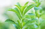 83/ zaden Stevia - het blad is te gebruiken als zoetstof, Ophalen of Verzenden, Voorjaar, Zaad, Volle zon