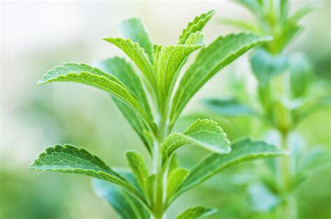 83/ zaden Stevia - het blad is te gebruiken als zoetstof, Tuin en Terras, Bloembollen en Zaden, Zaad, Voorjaar, Volle zon, Ophalen of Verzenden