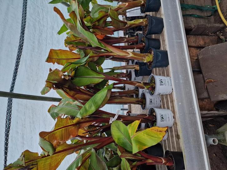 Mooie encete verticosum maurelli., Tuin en Terras, Planten | Bomen, Overige soorten, Volle zon, Ophalen of Verzenden
