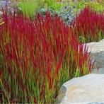 Imperata Red Baron (Japans bloedgras), Tuin en Terras, Planten | Tuinplanten, Ophalen of Verzenden