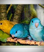 Gevraagd: Catharinaparkiet man., Dieren en Toebehoren, Vogels | Parkieten en Papegaaien, Mannelijk, Parkiet, Geringd