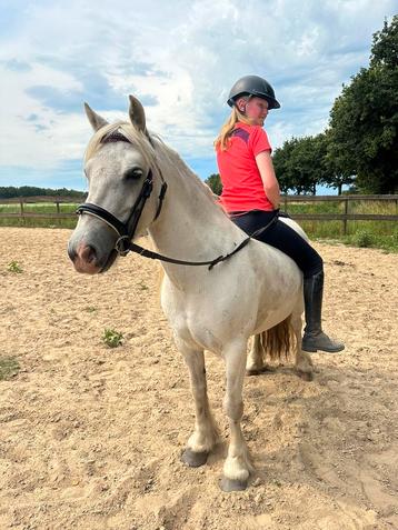 Super Brave kinderpony beschikbaar voor biedingen