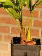trachycarpus fortunei, Ophalen, Bloeit niet, Overige soorten, Volle zon