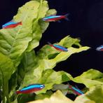 Cheirodon axelrodi, Vis