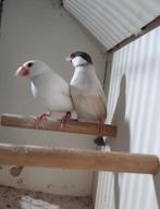 Koppel rijstvogels, Dieren en Toebehoren, Vogels | Overige Vogels, Meerdere dieren, Tropenvogel, Geringd