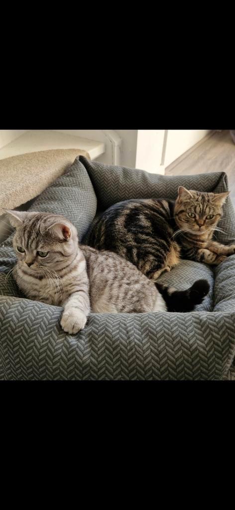 2x britse korthaar moeder en zoon, Dieren en Toebehoren, Katten en Kittens | Raskatten | Korthaar, Meerdere dieren, 0 tot 2 jaar
