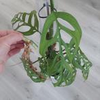 Monstera Esqueleto wetstick geworteld, Huis en Inrichting, Kamerplanten, Ophalen of Verzenden, Overige soorten, Minder dan 100 cm
