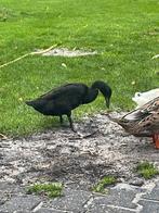 Loopeend man, Dieren en Toebehoren, Pluimvee, Mannelijk, Eend