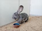 Vlaamse reuzen chinchilla, Dieren en Toebehoren, Konijnen, Meerdere dieren, Groot, 0 tot 2 jaar