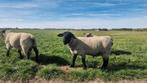 4  suffolk dekrammen, Dieren en Toebehoren, Schapen, Geiten en Varkens, Mannelijk, Schaap, 0 tot 2 jaar