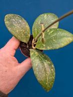 Hoya aff Vitellina p6