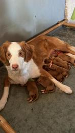 Nova Scotia Duck Tolling Retriever Pups, Rabiës (hondsdolheid), Overige rassen, 8 tot 15 weken, Meerdere