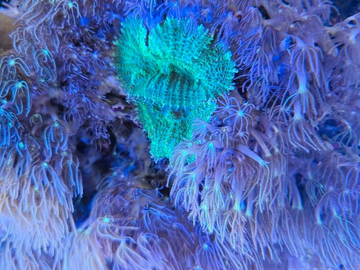 Sterpoliepen, groene oren en lederkoraal op 30 cm steen, Dieren en Toebehoren, Vissen | Aquariumvissen, Overige typen