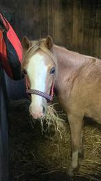 Welsh pony merrie met stamboek, Merrie, Recreatiepony