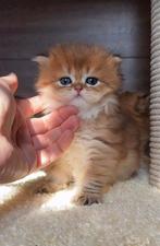 Britse Korthaar kittens, Meerdere dieren