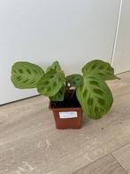 Maranta light veins, Huis en Inrichting, Kamerplanten, Ophalen of Verzenden, Overige soorten, Minder dan 100 cm