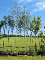 Betula pendula, Ruwe berken bomen 14-16 cm €125 pst, Tuin en Terras, Planten | Bomen, Halfschaduw, Ophalen of Verzenden, Zomer