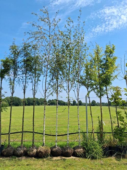 Betula pendula, Ruwe berken bomen 14-16 cm €125 pst, Tuin en Terras, Planten | Bomen, Bolboom, 400 cm of meer, Halfschaduw, Zomer