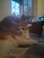 Ragdoll/maine coon kitten katers!, Dieren en Toebehoren, Meerdere dieren