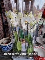 Orchideeen, Ophalen of Verzenden, Halfschaduw, Minder dan 100 cm