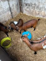 4 tamme dwerg geitjes te koop, Dieren en Toebehoren, Schapen, Geiten en Varkens, Vrouwelijk, Geit