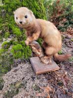 Opgezette Hermelijn, Antiek en Kunst, Ophalen