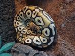 koningspython met terrarium etc, Dieren en Toebehoren, Reptielen en Amfibieën, Slang, Met terrarium, 3 tot 6 jaar