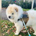 Chow Chow, Rabiës (hondsdolheid), 1 tot 2 jaar, Teef, Eén hond