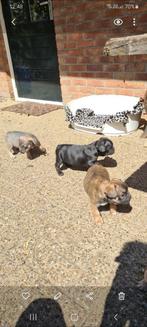 Nog 3   FRANSE BULLDOG PUPS VRIENDEN VOOR HET LEVEN !, Rabiës (hondsdolheid), Meerdere, Bulldog, 8 tot 15 weken