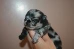 Pomeranian pups, Dieren en Toebehoren, Honden | Poolhonden, Keeshonden en Oertypen, Keeshond, CDV (hondenziekte), 8 tot 15 weken