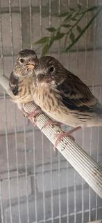 Hel mooie twee manje bastaard putter parva x harlekijn kanar, Mannelijk, Tropenvogel