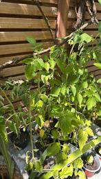 Moestuin plantjes, Tuin en Terras, Planten | Tuinplanten, Ophalen, Volle zon, Groenteplanten, Eenjarig