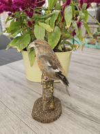 Prachtige opgezette zeldzame witbandkruisbek, Verzamelen, Dierenverzamelingen, Verzenden, Nieuw, Vogel, Opgezet dier