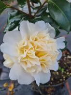 Camelia Brushfield yellow ca 90-100 cm, Tuin en Terras, Planten | Struiken en Hagen, Ophalen of Verzenden, Overige soorten, Struik