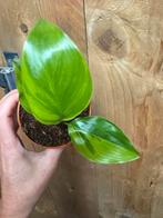 Strelitzia nicolai variegata plant lemon lime aurea, Huis en Inrichting, Kamerplanten, Ophalen of Verzenden, Halfschaduw, Minder dan 100 cm