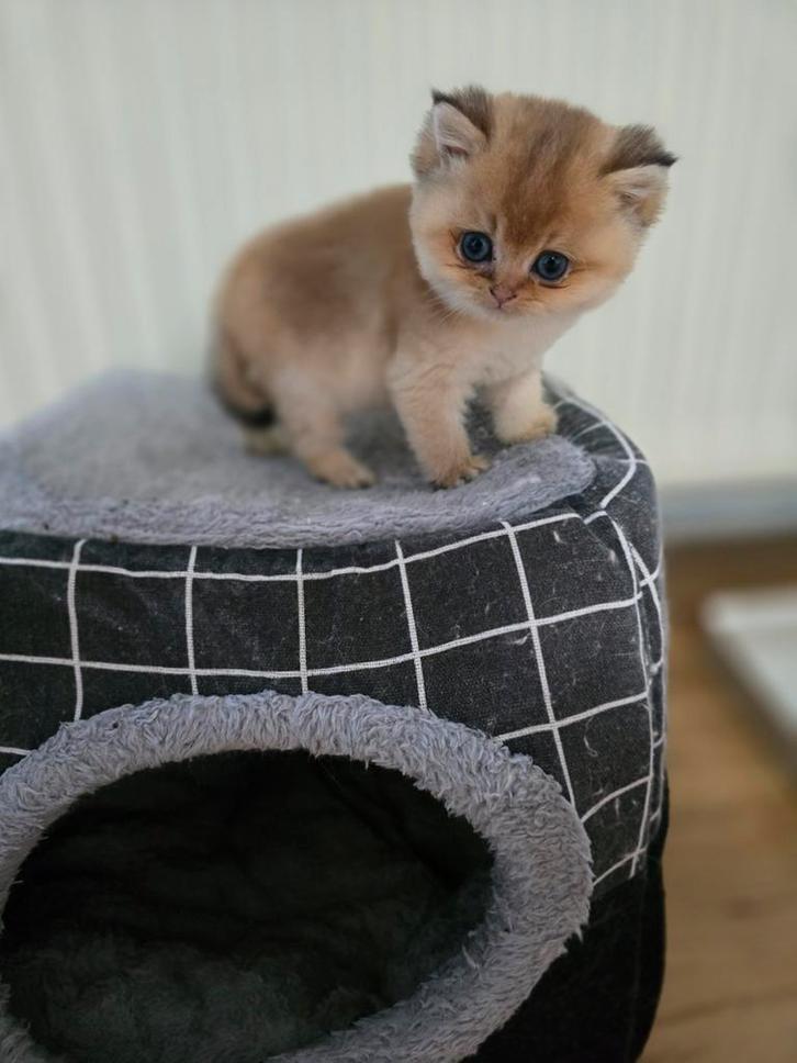 Britse Korthaar golden ( poesje), Dieren en Toebehoren, Katten en Kittens | Raskatten | Korthaar, Poes, Met stamboom
