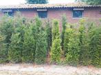 TAXUS BACCATA, Ophalen, Taxus