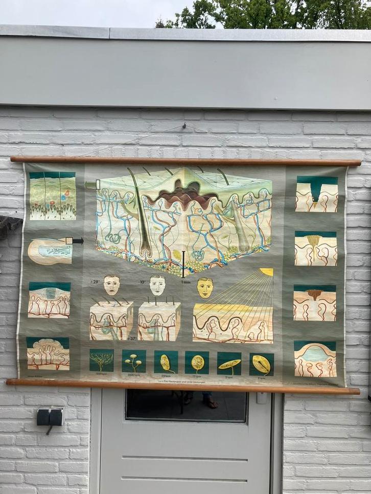 2 x linnen schoolplaten Hagemann!!, Antiek en Kunst, Antiek | Schoolplaten, Natuur en Biologie, Ophalen of Verzenden