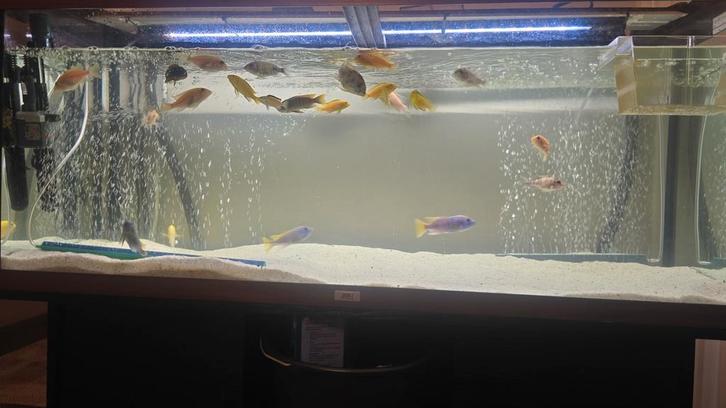 Diversen Malawi Chichliden, Dieren en Toebehoren, Vissen | Aquariumvissen, Vis