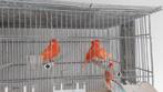 Rode kanarie mannen, Dieren en Toebehoren, Meerdere dieren, Kleurkanarie