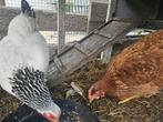 8 kippen, Dieren en Toebehoren, Pluimvee