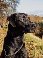 Field Trial Labrador Retriever Dekreu met stamboom, Particulier, Rabiës (hondsdolheid), 1 tot 2 jaar, Reu