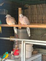 Koppel kleine parelhals tortels eventueel te ruil zie adv, Meerdere dieren, Overige soorten