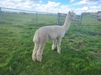 Super mooie witte alpaca., Dieren en Toebehoren, Juni, Mannelijk