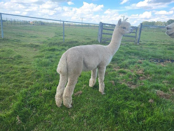 Super mooie witte alpaca., Dieren en Toebehoren, Overige Dieren, Mannelijk, Juni
