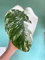 Mooie Monstera Albo Variegata stek / Wit marble mint, Ophalen, Overige soorten, Minder dan 100 cm