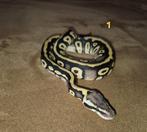 Ballpython pastave, Dieren en Toebehoren, Amfibie