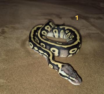 Ballpython pastave beschikbaar voor biedingen