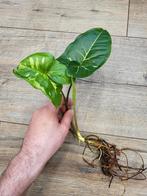 Syngonium Panda, Ophalen of Verzenden, Halfschaduw, Minder dan 100 cm